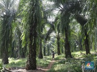 Hore! Pemerintah Sebar Rp25 Juta/Hektare Buat Petani Sawit