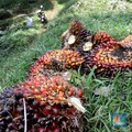 Bagaimana Nasib Harga CPO di 2025? Begini Prediksinya