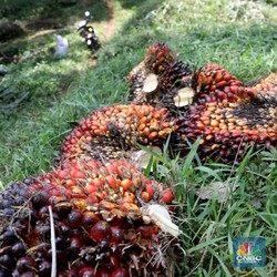 Pengusaha Wanti-wanti! RI dari Raja CPO Bisa Jadi Importir, Kok Bisa?