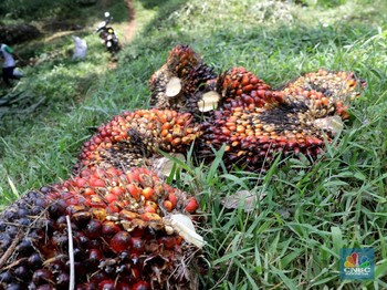 Begini Jurus Produksi Sawit Petani Tak Lagi Kalah dari Swasta