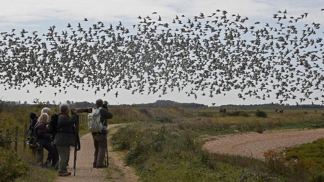 'Menyelami' Kegiatan Pengamatan Burung di Alam Liar