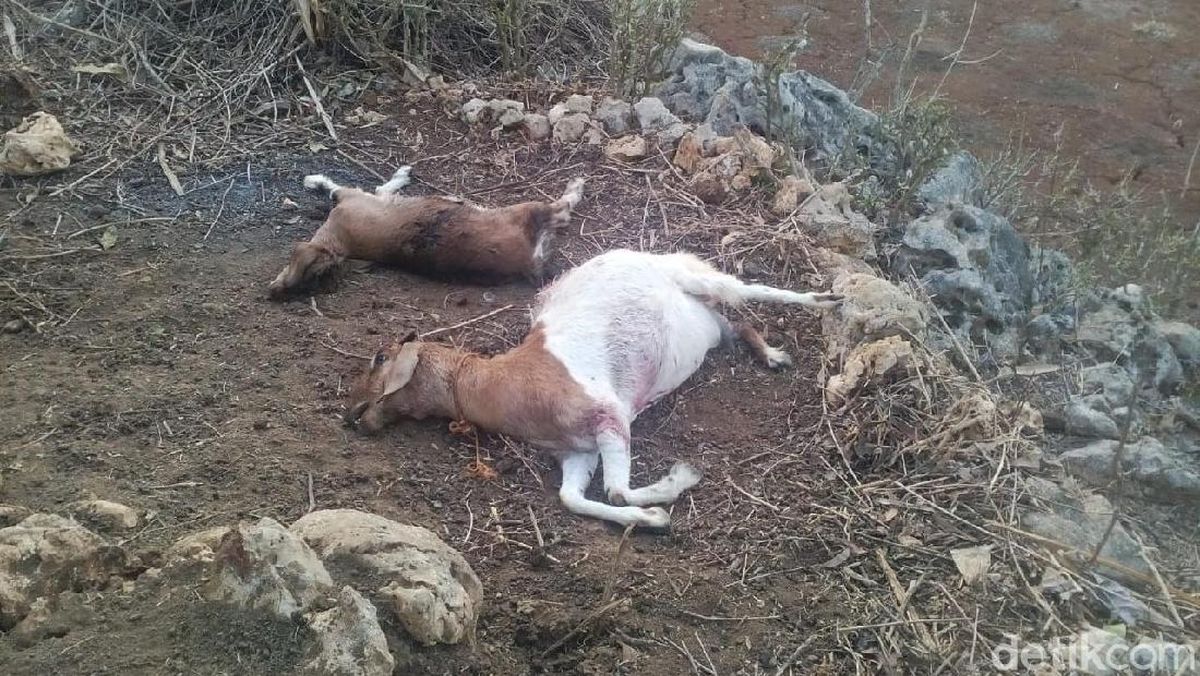 Anjing Liar Diduga Jadi Pemangsa 7 kambing di Tepus