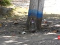 VIDEO: Ratusan Kera Curi Makanan di Pantai Papuma