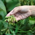 Efek Perang Dagang, Kedelai AS Kini Kuasai Eropa