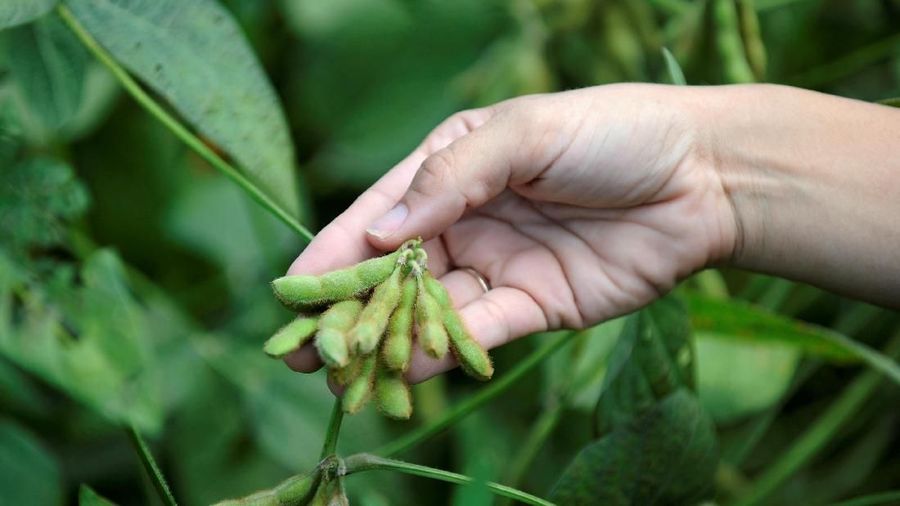 Pembayaran pemerintah AS kepada petani sebagai bagian dari bantuan perdagangan akan dihentikan sementara jika government shutdown berlanjut.