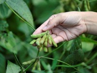 Pemerintah AS Tutup, Dana Petani Korban Perang Dagang Macet