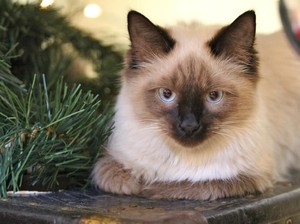 Ternyata Ini Ras Kucing yang Hidup Paling Lama, Sampai Berapa Tahun?