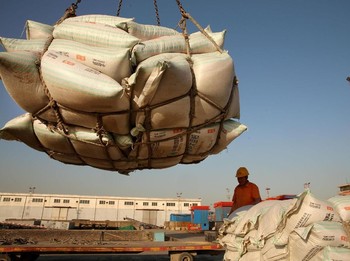 Perang Dagang, China Kurangi Ransum Kedelai untuk Babi