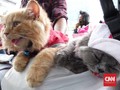 Dua Kucing Jadi Saksi Perjuangan Pengemudi Ojek <i>Online</i>