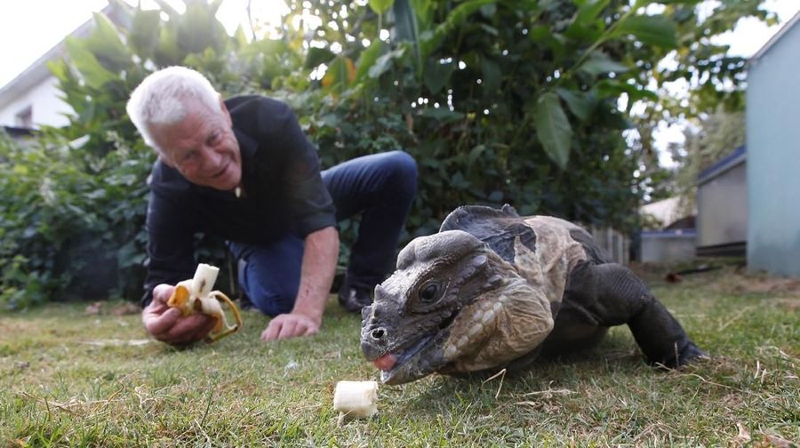 Philippe Gillet, pria Prancis berusia 67 tahun hidup dengan lebih dari 400 reptil dan alligator yang jinak