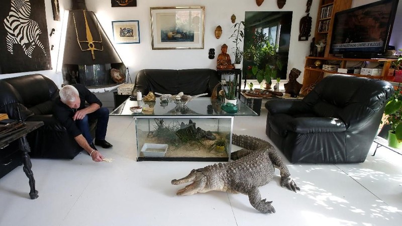 Philippe Gillet, pria Prancis berusia 67 tahun hidup dengan lebih dari 400 reptil dan alligator yang jinak