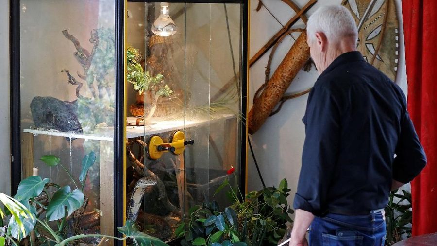 Philippe Gillet, pria Prancis berusia 67 tahun hidup dengan lebih dari 400 reptil dan alligator yang jinak