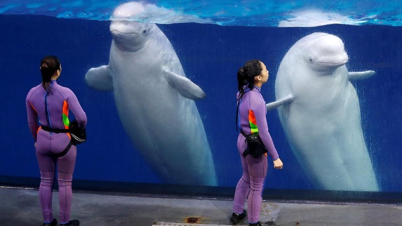 Menurut Asosiasi Cetacean (Mamalia air laut) mengatakan Sejak tahun 2014, 872 mamalia air telah dimasukkan ke dalam penangkaran di China.