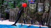 Sejak tahun 2014, sekitar 872 ikan paus dan lumba-lumba ditangkap dan ditawan di China.
