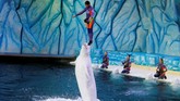Pendiri Dolphin Project, Rick O’Barry, mengatakan beberapa negara sudah mulai menutup sirkus lumba-lumba. Namun yang terjadi di China justru sebaliknya.