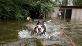 Di tengah genangan air gelap dan rambu jalan yang tak jelas, mereka menerka ketinggian banjir agar dapat memperkirakan di daerah mana kira-kira hewan peliharaan bersembunyi. (Reuters/Jonathan Drake)