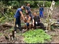 VIDEO: Polisi Temukan Satu Hektare Ladang Ganja di Sumut