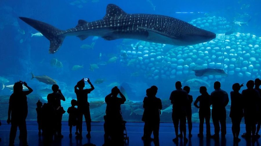 Menurut Asosiasi Cetacean (Mamalia air laut) mengatakan Sejak tahun 2014, 872 mamalia air telah dimasukkan ke dalam penangkaran di China.