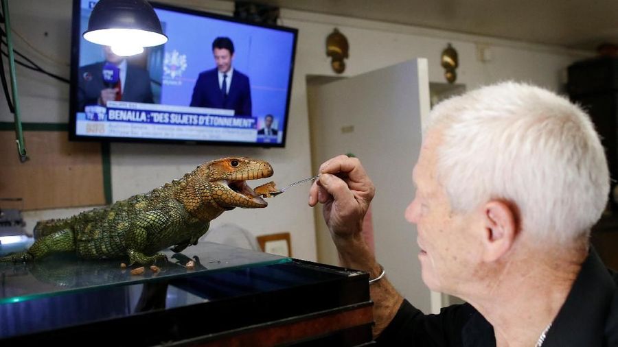 Philippe Gillet, pria Prancis berusia 67 tahun hidup dengan lebih dari 400 reptil dan alligator yang jinak