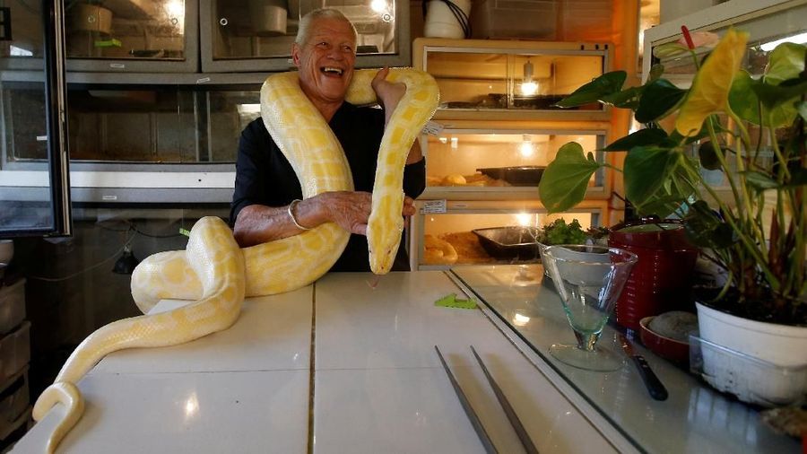 Philippe Gillet, pria Prancis berusia 67 tahun hidup dengan lebih dari 400 reptil dan alligator yang jinak