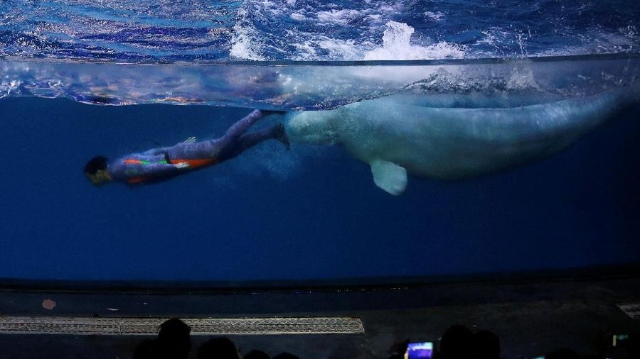 Menurut Asosiasi Cetacean (Mamalia air laut) mengatakan Sejak tahun 2014, 872 mamalia air telah dimasukkan ke dalam penangkaran di China.