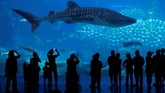 Namun tidak sedikit pengunjung yang berpendapat hewan-hewan itu tidak tersiksa, karena mereka melihat rombongan ikan besar itu mendapat perlakuan yang ramah dan makan yang cukup.