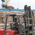 Semen China Murah Meriah, Jual Rugi Nih?