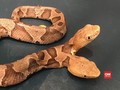 VIDEO: Ular Copperhead Kepala Dua ditemukan di Virginia