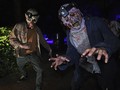 Tempat Sempurna untuk Merayakan Halloween di New Zealand