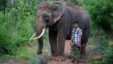 Rencananya, pada tahun 2020 Provinsi Dak Lak akan merancang area pelestarian populasi gajah liar seluas 175 ribu hektare. Sedangkan area untuk gajah peliaraan manusia, sekitar 350 hektare. (AFP PHOTO / Thanh Nguyen dan Bao Uyen)