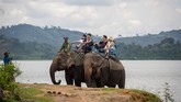 Mulai tahun 2012, setidaknya ada 10 ekor gajah peliharaan manusia yang mati di Dak Lak. Alasan utamanya hanya dua, karena tua atau diserang oleh gajah liar. (AFP PHOTO / Thanh Nguyen dan Bao Uyen)
