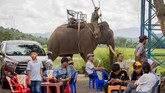 Akhir-akhir ini, pekerjaan menjaga pelestarian kawanan gajah di daerah Provinsi Dak Lak menghadapi banyak kesulitan. (AFP PHOTO / Thanh Nguyen dan Bao Uyen)