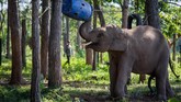 Tidak sedikit gajah liar yang muncul dan merusak kawasan-kawasan produksi warga dan badan usaha. (AFP PHOTO / Thanh Nguyen dan Bao Uyen)