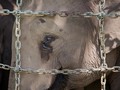 Tangis Gajah Jadi 'Cambuk' Konservasi bagi Dokter Wandha