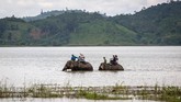 Menurunnya luas lahan dan kualitas hutan, turut ‘membantu’ kelangkaan sumber pakan untuk kawanan gajah liar di Dak Lak. Kawasan gajah itu pun merangsek memasuki desa untuk mencari makan. (AFP PHOTO / Thanh Nguyen dan Bao Uyen)