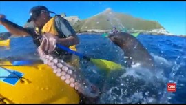 VIDEO: Pria Selandia Baru Ditampar Anjing Laut Pakai Gurita