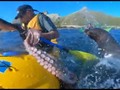 VIDEO: Pria Selandia Baru Ditampar Anjing Laut Pakai Gurita