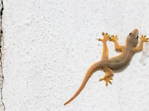 10 Jurus Jitu Usir Cicak biar Nggak Berkeliaran di Rumah