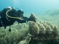Ini Mysterium, Anggur yang Tersimpan 10 Tahun di Bawah Laut