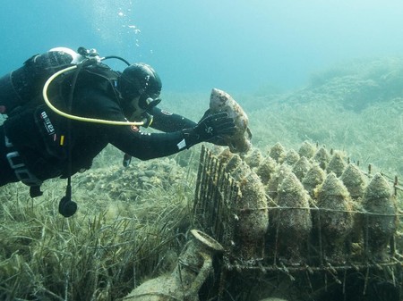 94 Gambar Anggur Untuk Di Warnai Terlihat Keren 94 Gambar Anggur Untuk Di Warnai Terlihat Keren