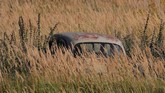 Ilalang dibiarkan tumbuh di sekitar mobil. Museum otomotif terbuka ini berada di sekitar 260 km dari Moskow. (REUTERS/Maxim Shemetov)
