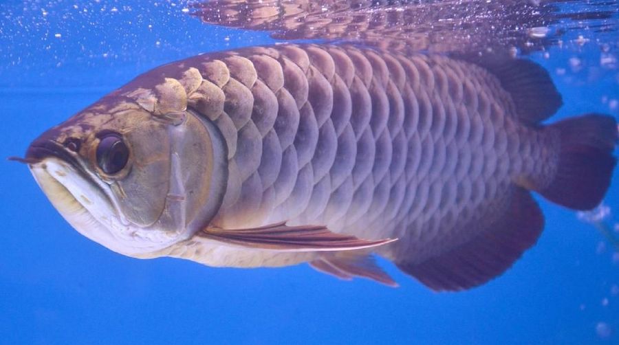 Ikan Arwana sebagai simbol kekayaan.