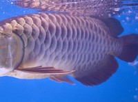 Wow, Ikan Peliharaan Orang Kaya Asia Nilainya Capai Rp 4,4 M