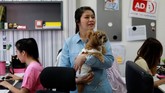 Salah satu pekerja terlihat menggendong anjing peliharaannya di tengah ruangan kantor di Bangkok.