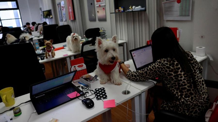 Anjing Mahal (2)
