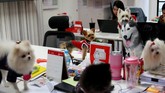 Membawa anjing ke tempat kerja nampaknya sedang menjadi tren di Thailand. Khususnya bagi perusahaan periklanan yang jam kerjanya terbilang