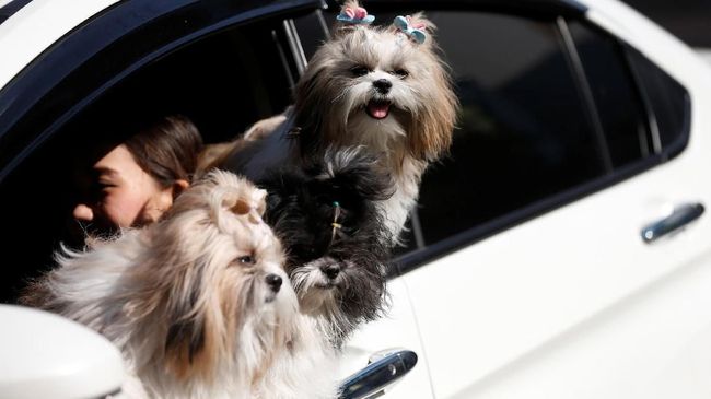 Boo, Anjing Terlucu di Dunia Mati karena Patah Hati