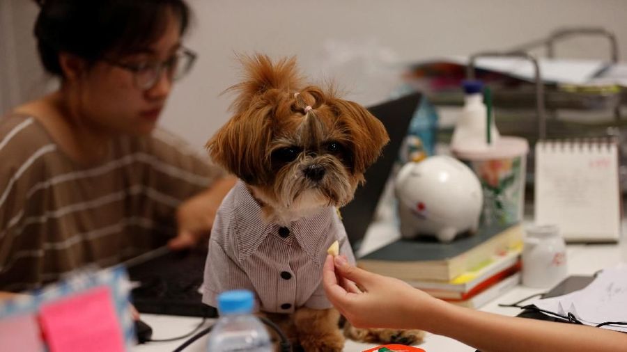 Anjing Mahal (1)