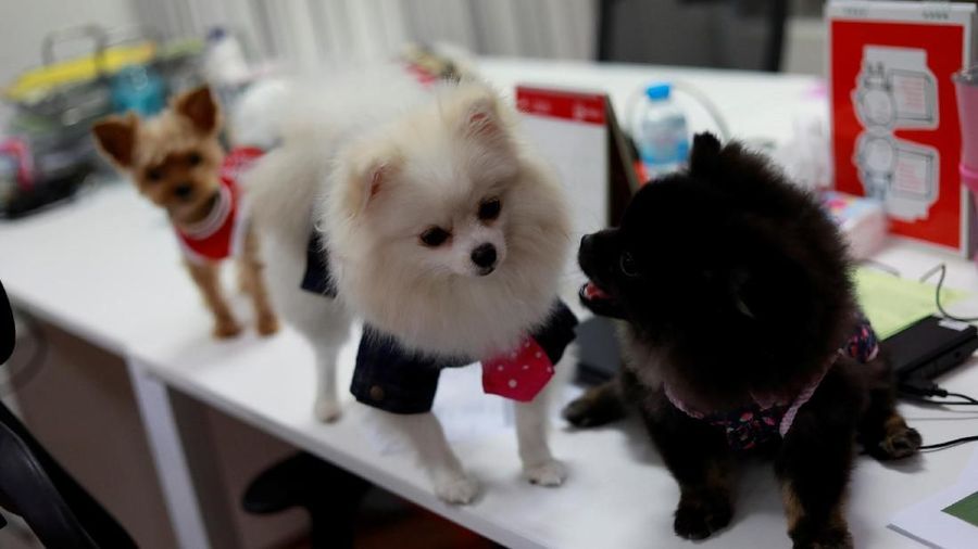 Anjing Peliharaan Ini Lucu-Lucu! Tapi Harganya....