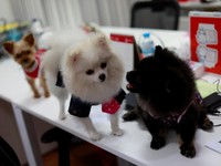 Anjing Peliharaan Ini Lucu-Lucu! Tapi Harganya....